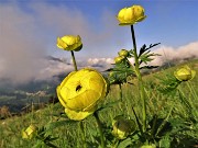 16 Primi Trollius europaeus (Botton d'oro) al sole ma con vista in Cima Alben coperta da nuvole